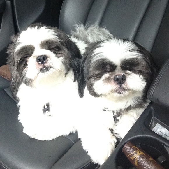 😍Meet Your Seller😍 - Picture 12 of 15